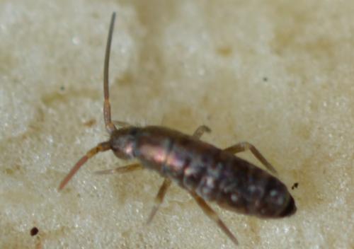 Tomocerus vulgaris